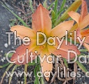 Daylily Abstract Art
